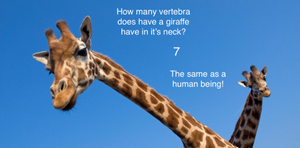 The neck is one amazing structure!